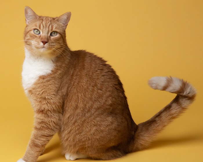 แมวส้ม